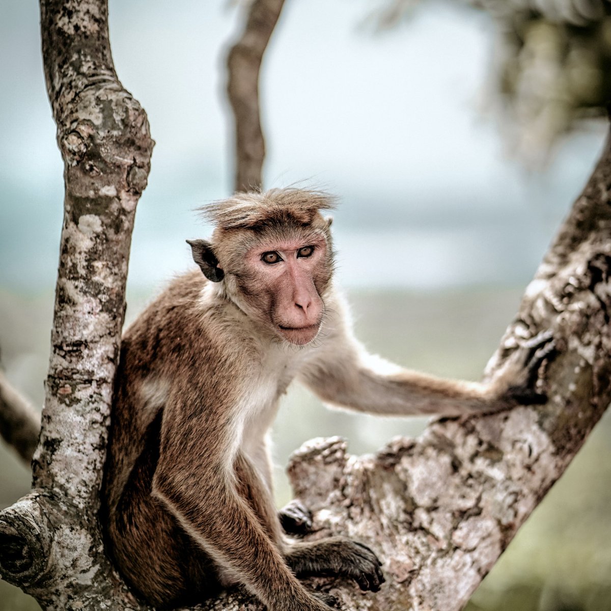 Характер обезьяны