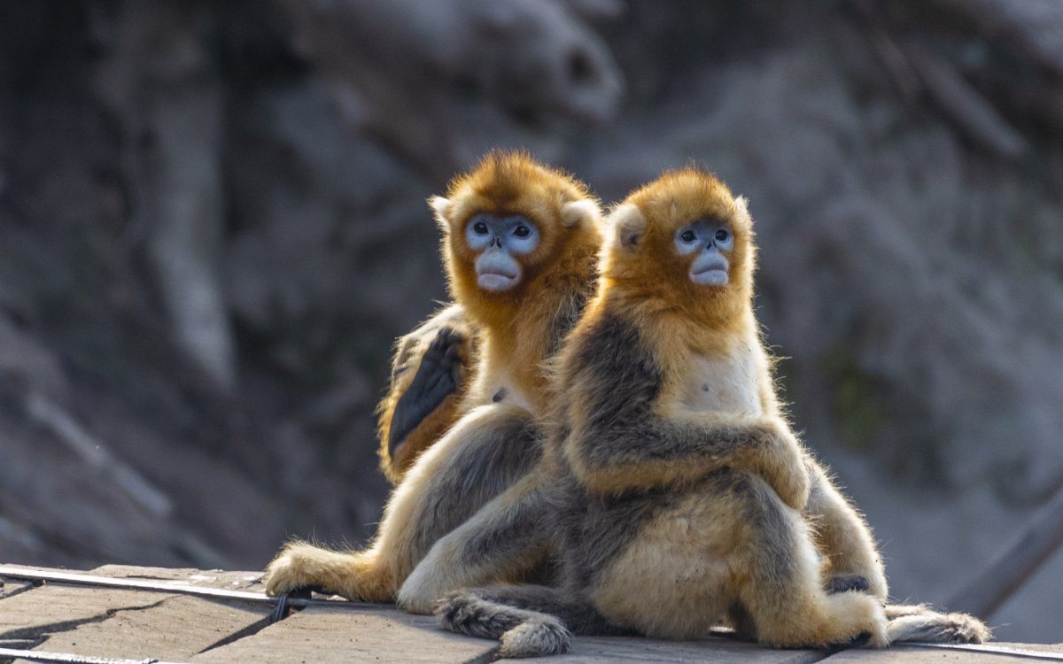 Птица мартышка