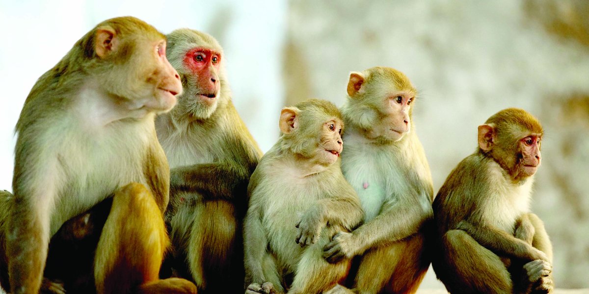 Четыре обезьяны