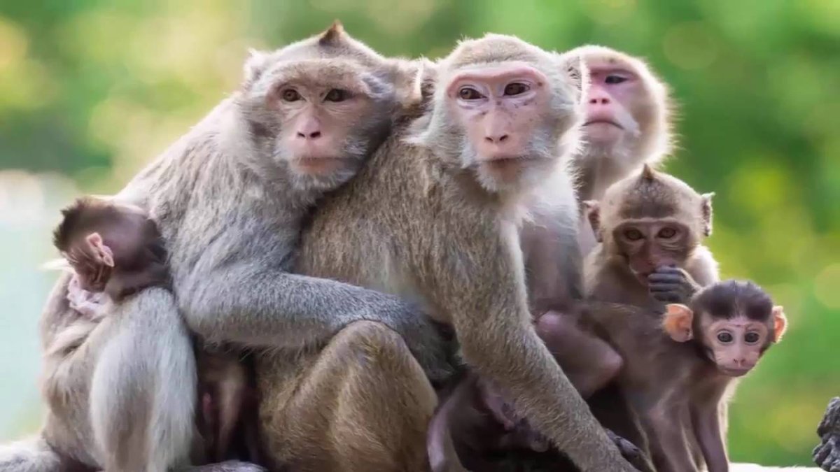 Семья макак