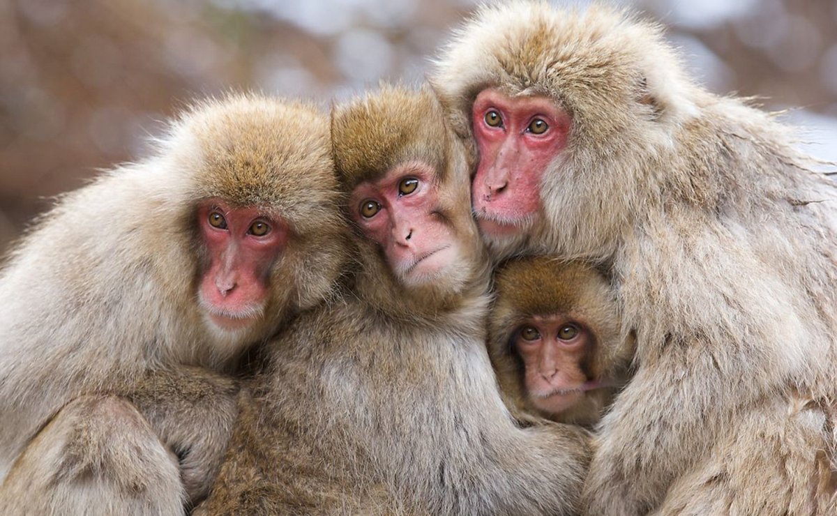 Три Мудрые обезьяны