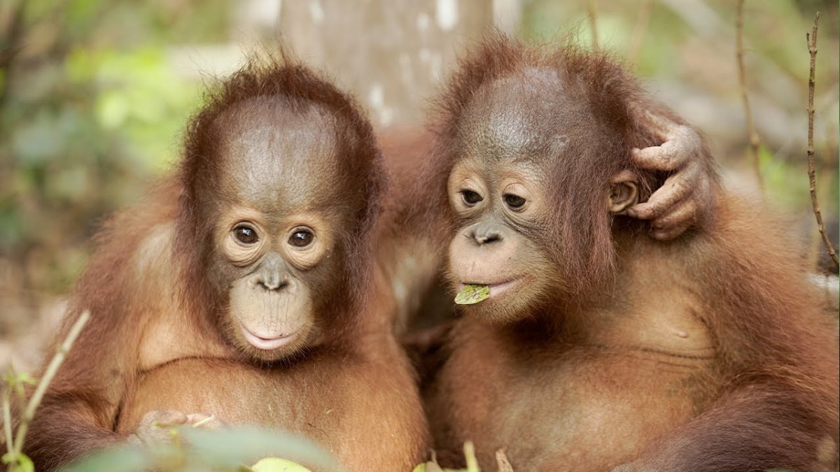 Картина три обезьяны