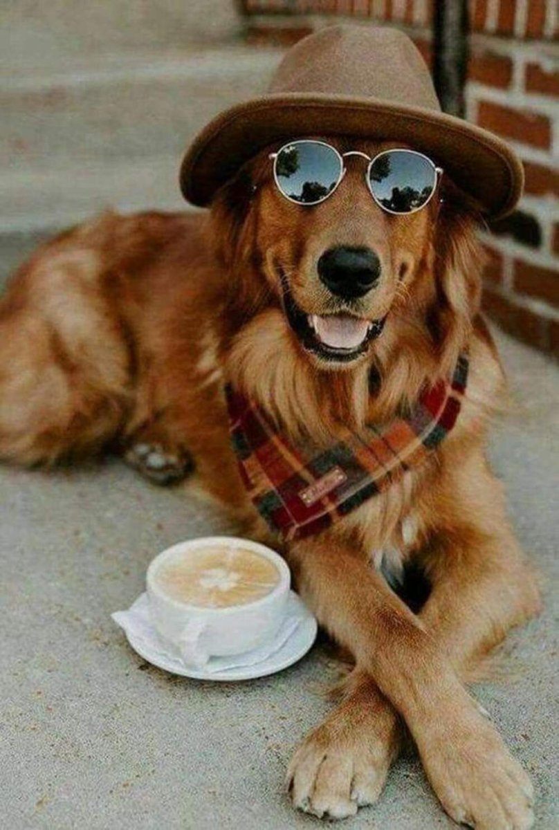Веселая собака