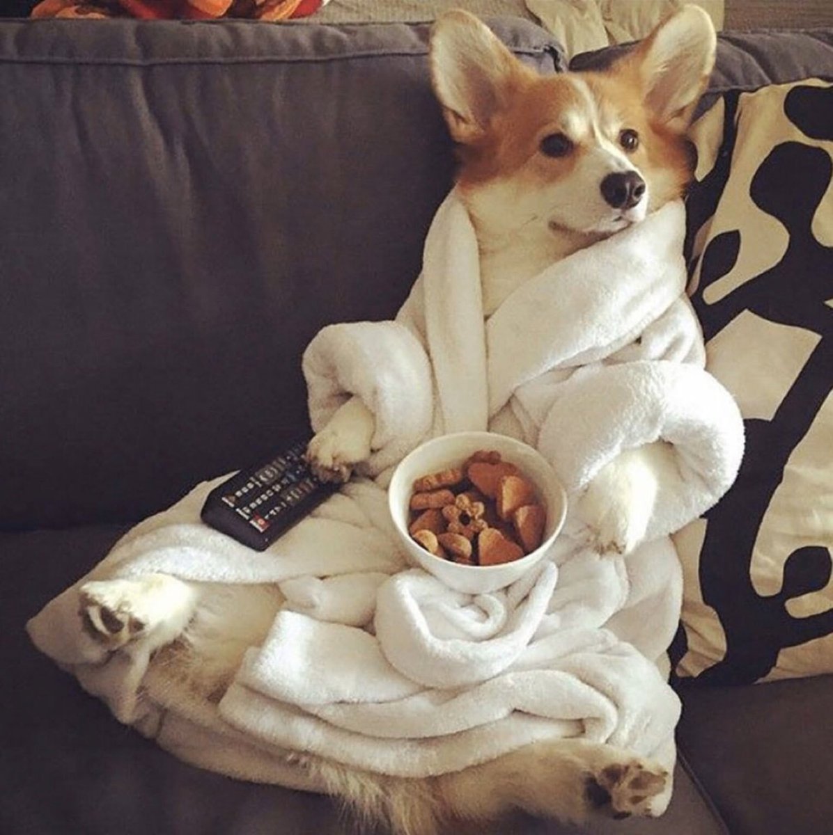 Приколы с собаками