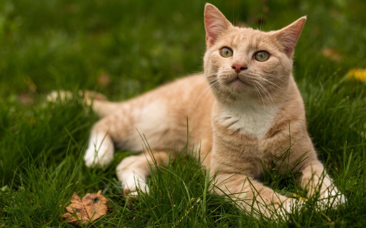 Коричневый пушистый кот