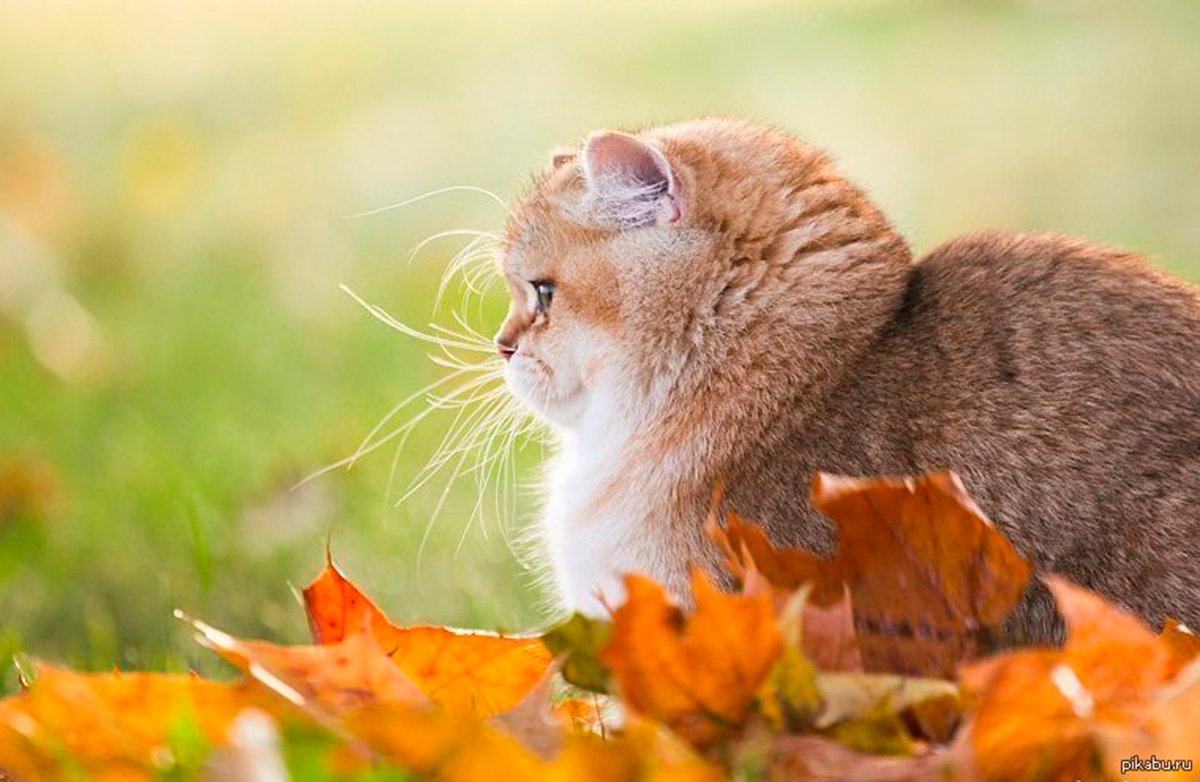 Кошка на белом фоне