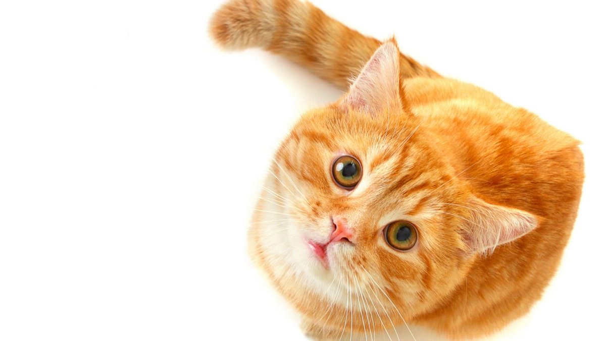 Обои на телефон рыжий котенок