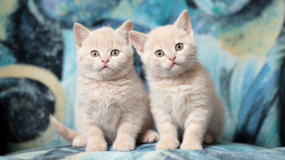 Обои с котятами