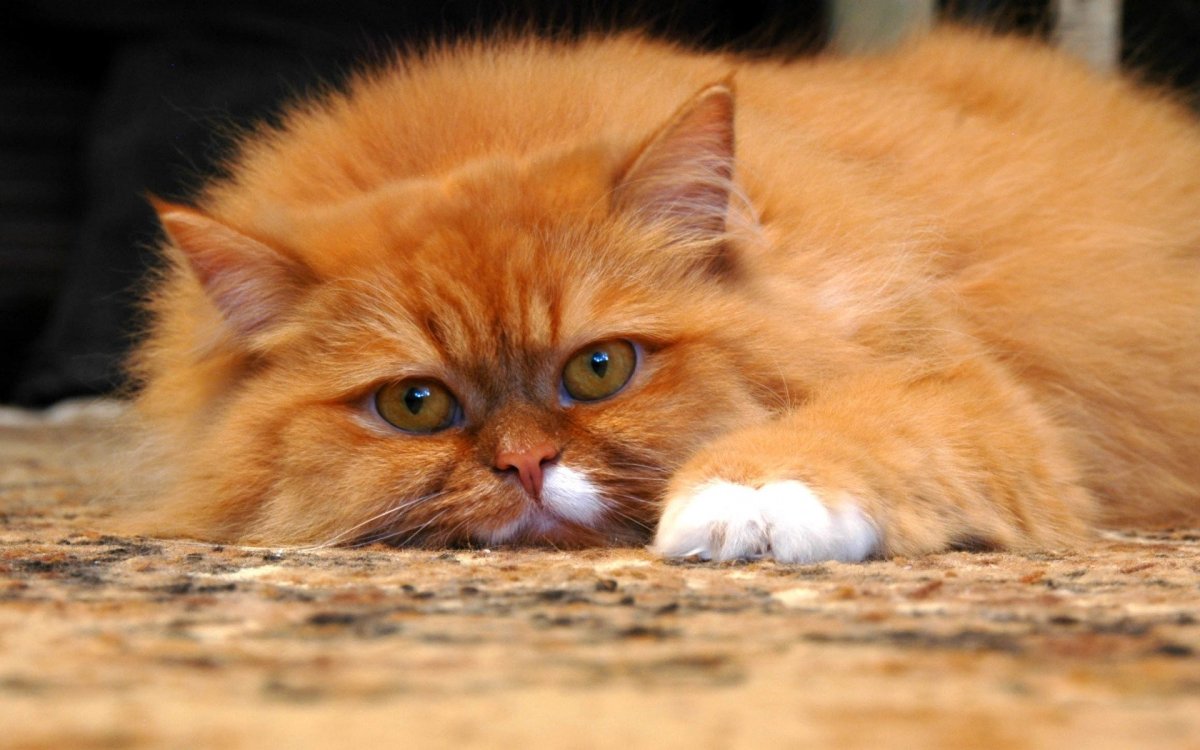 Рыжая пушистая кошка