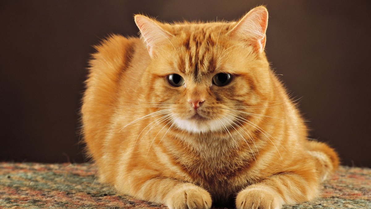 Ginger tabby Cat порода