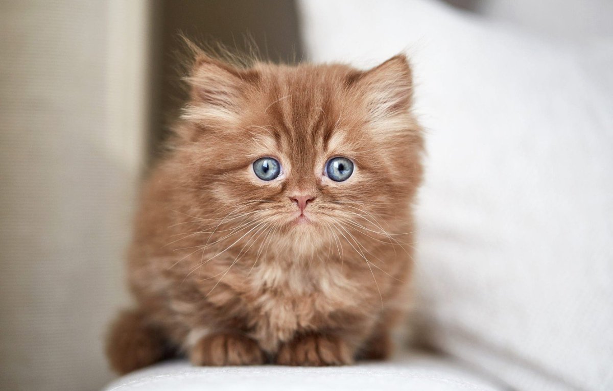 Светло коричневый котик