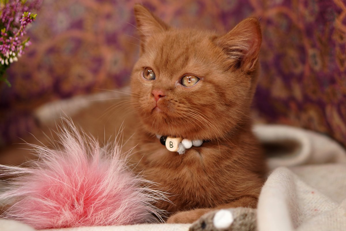 Британская короткошёрстная кошка в оранжевом ошейнике