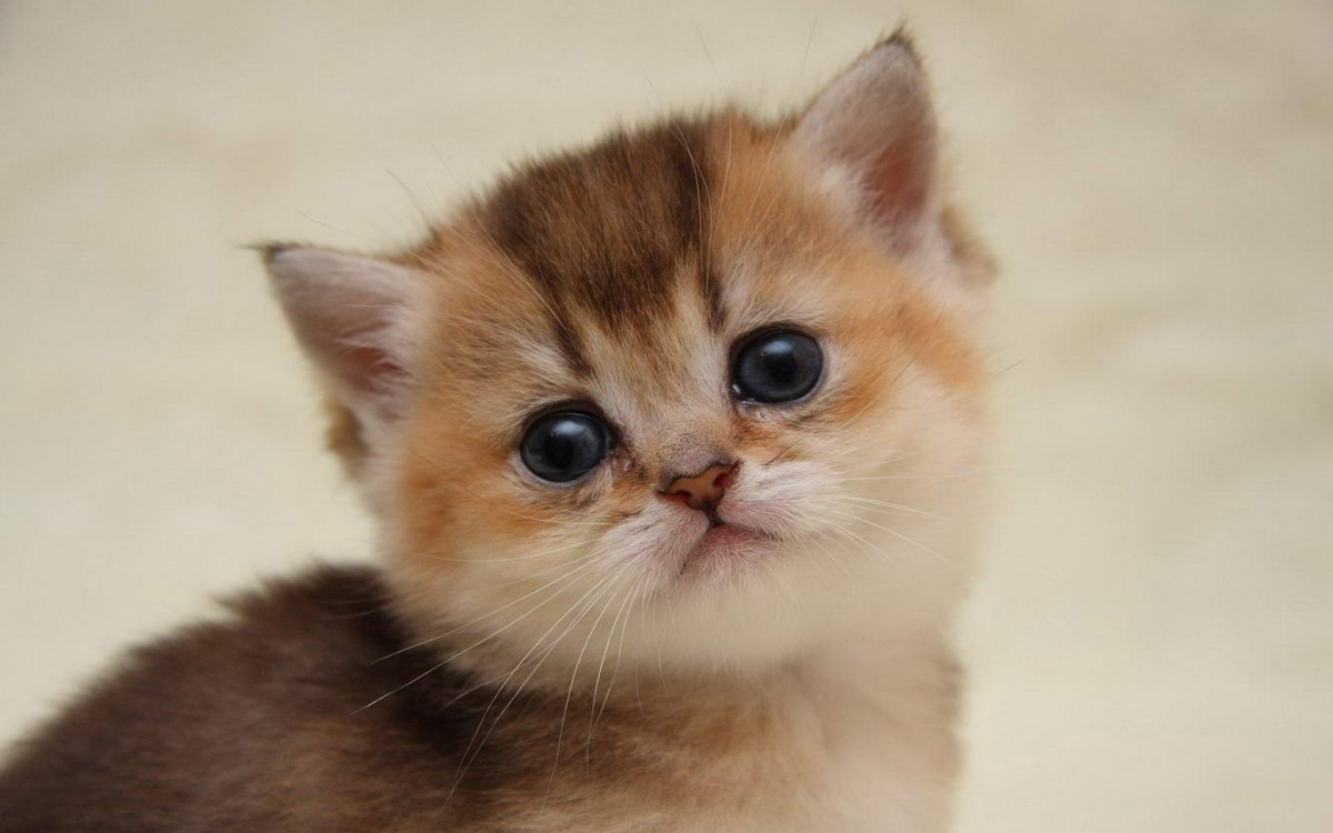 Кошечка лапочка