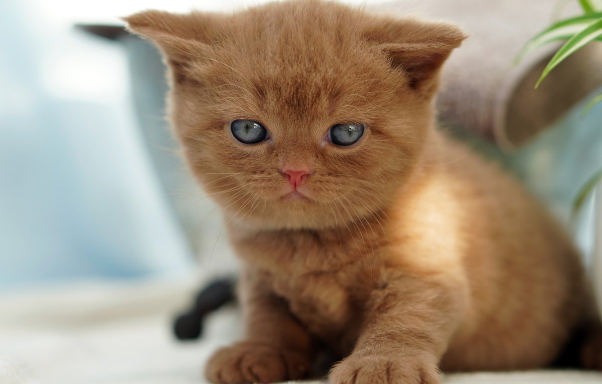 Британская кошка рыжая котенок