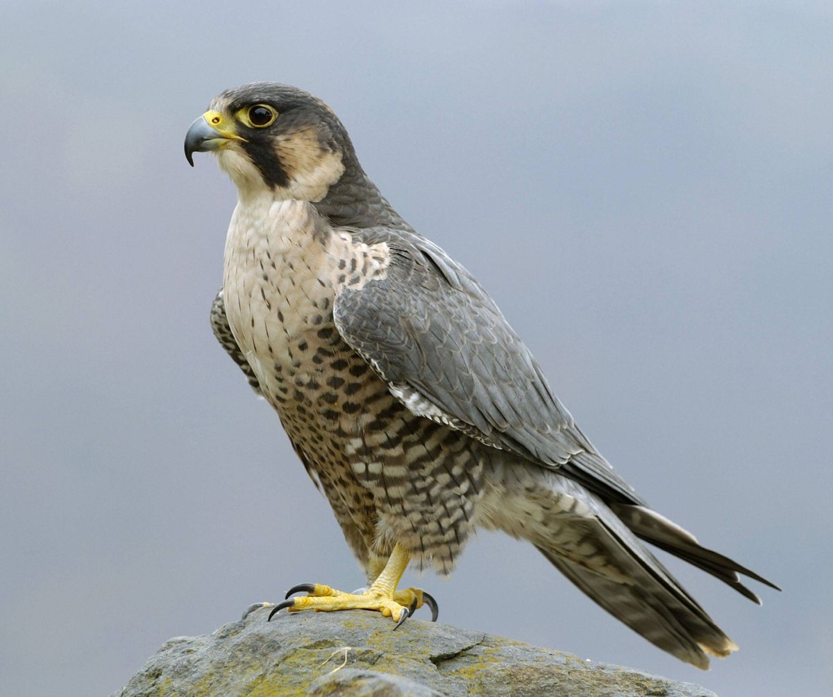 Сокол Сапсан в тундре