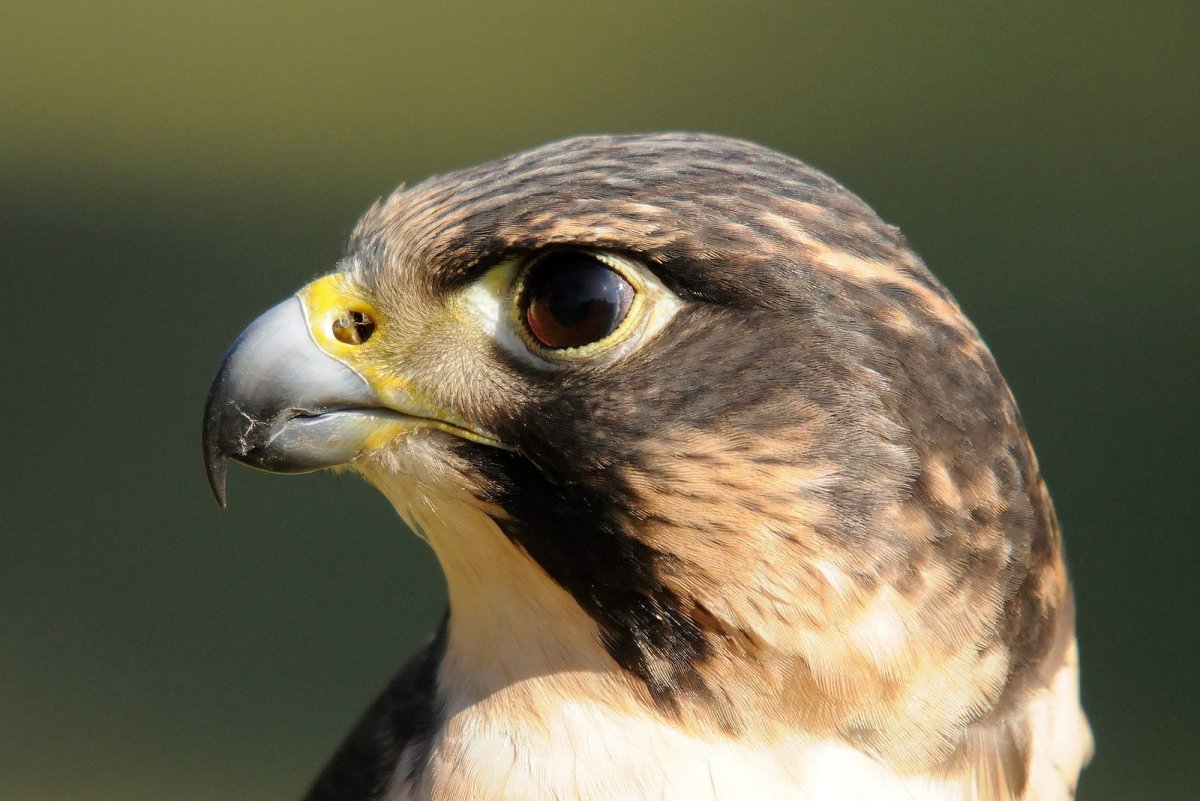 Сапсан хищная птица