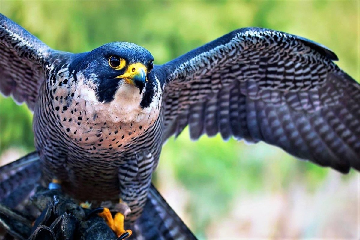 Хищные птицы Сокол Сапсан