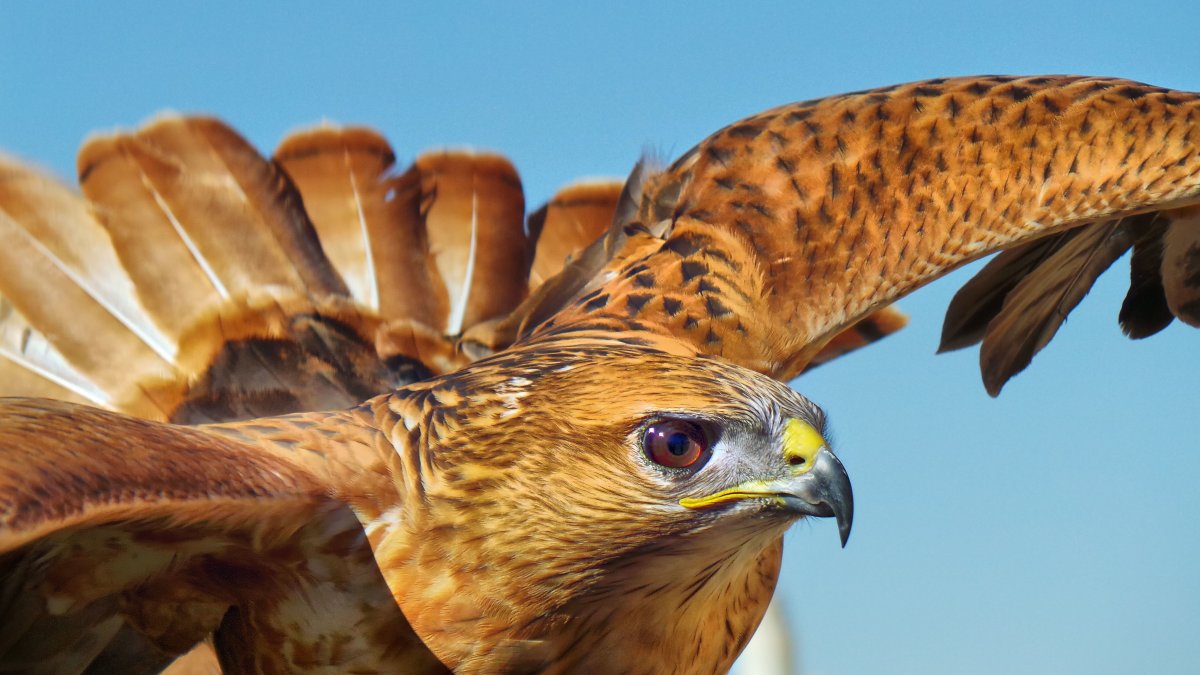 Перчатка для Соколиной охоты