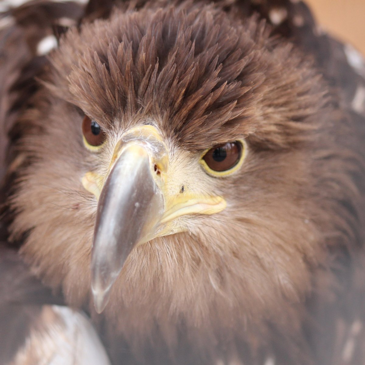 Семейство соколиных фото и их названия