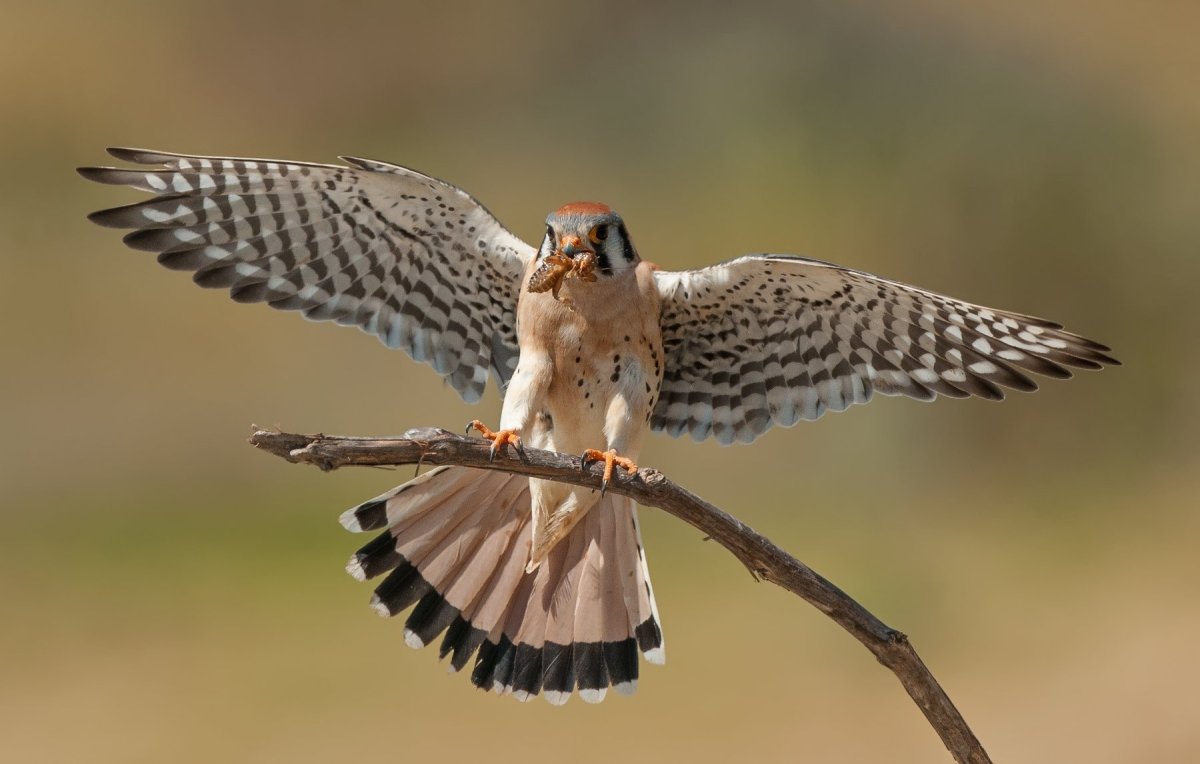 Ястреб пустельга