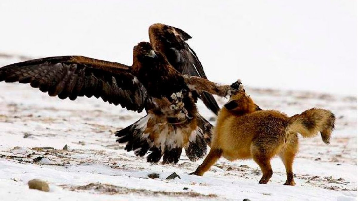 Сокол Сапсан