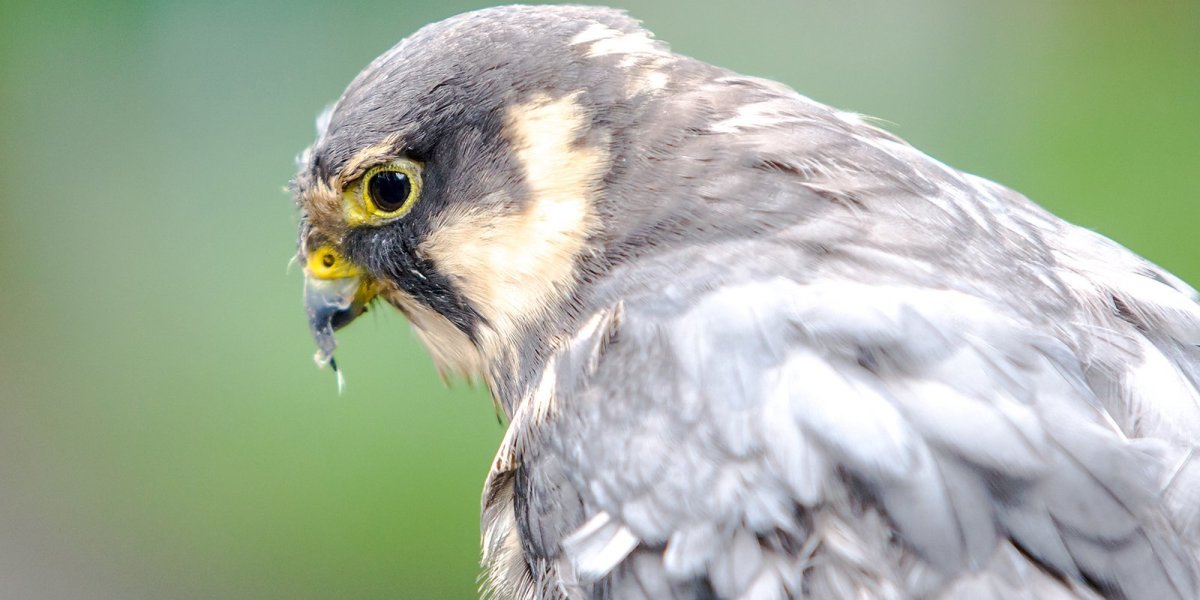 Московский Сокол птица