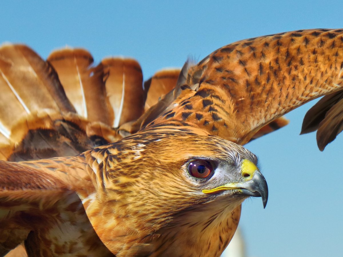 Канюк Сарыч обыкновенный