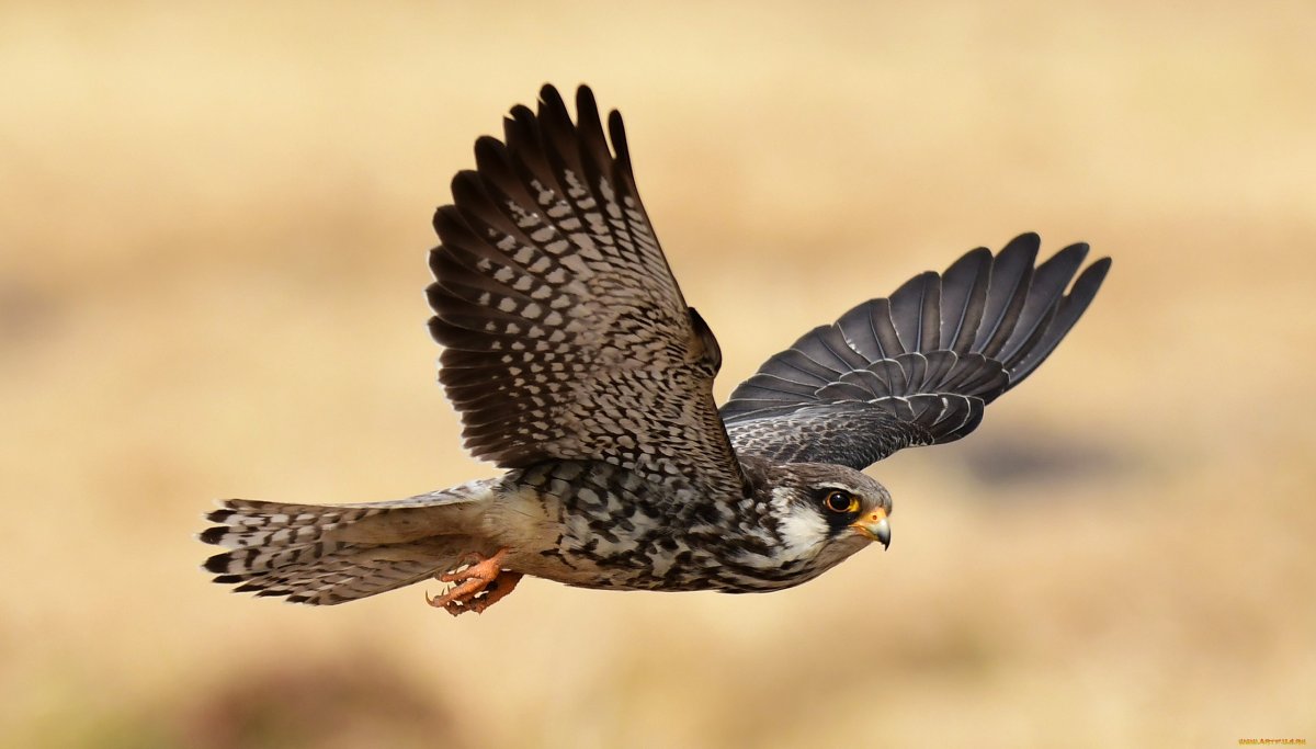Amur Falcon