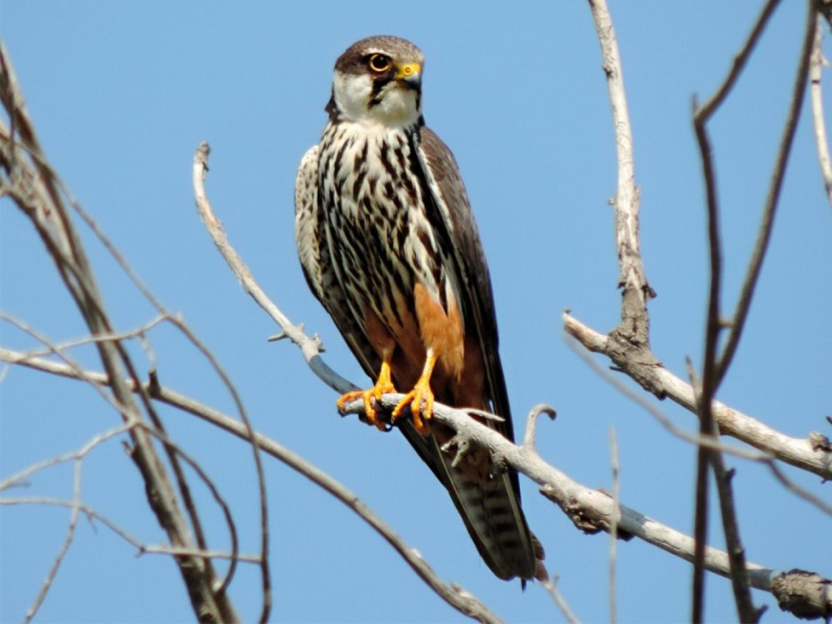 Беркут балобан