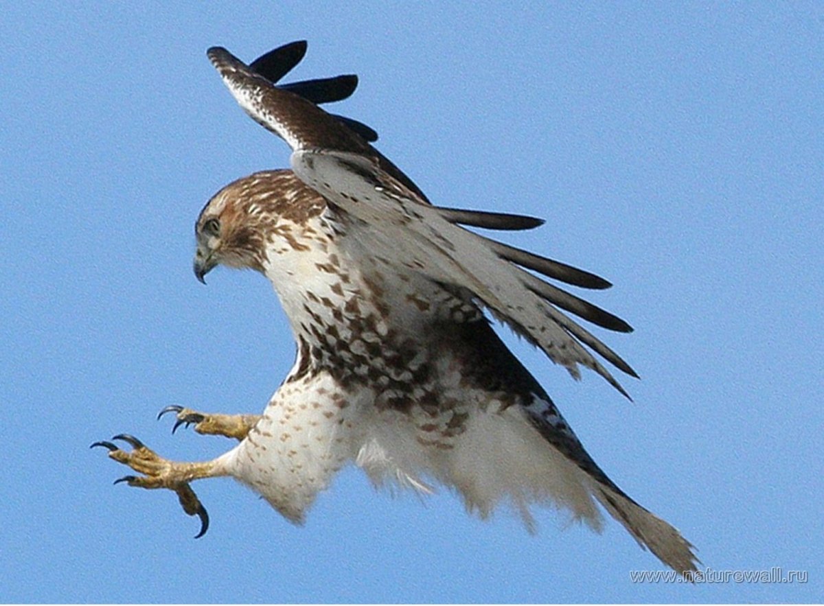 Сокол балобан в полете