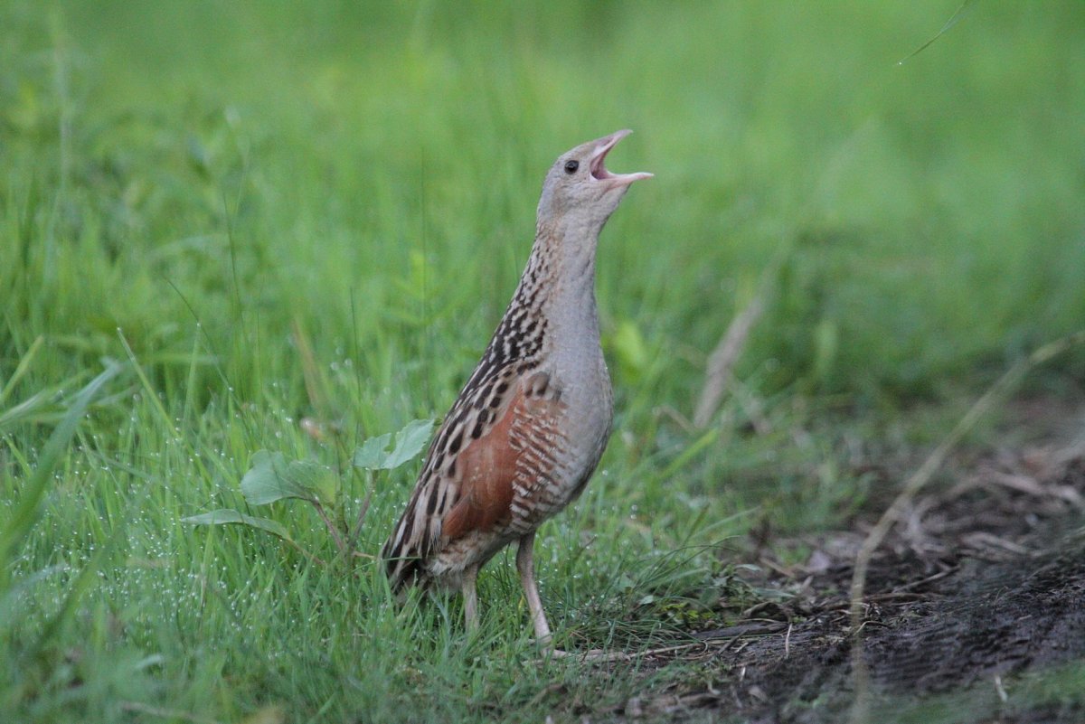 Коростель птенец