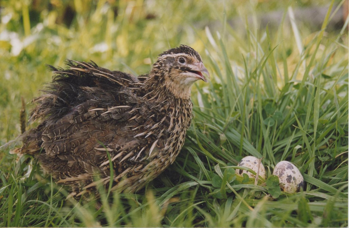 Коростель птица