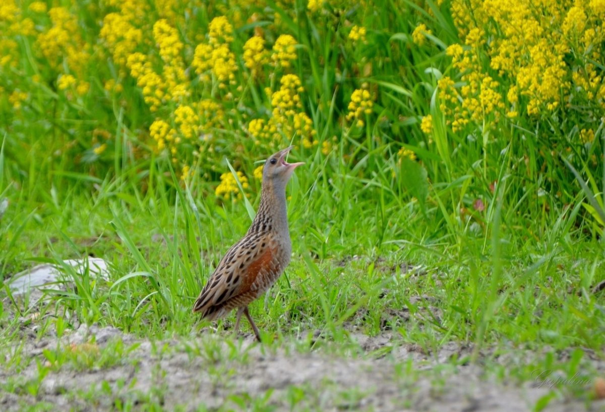 Пестрый птенец