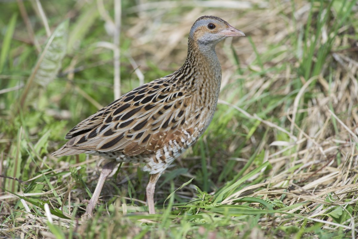 Галчонок птенец