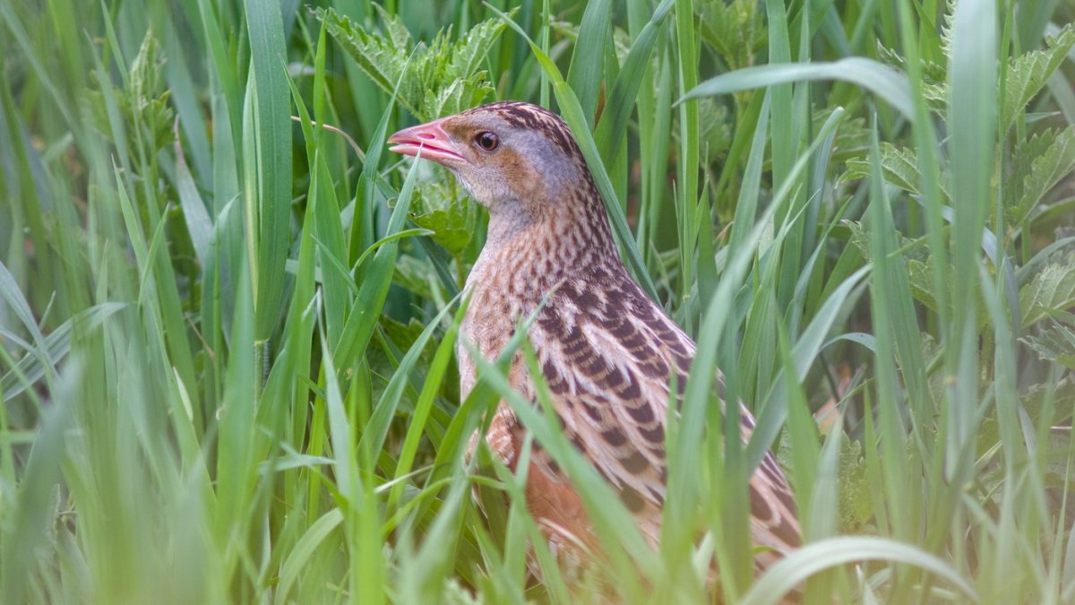 Жук Коростель