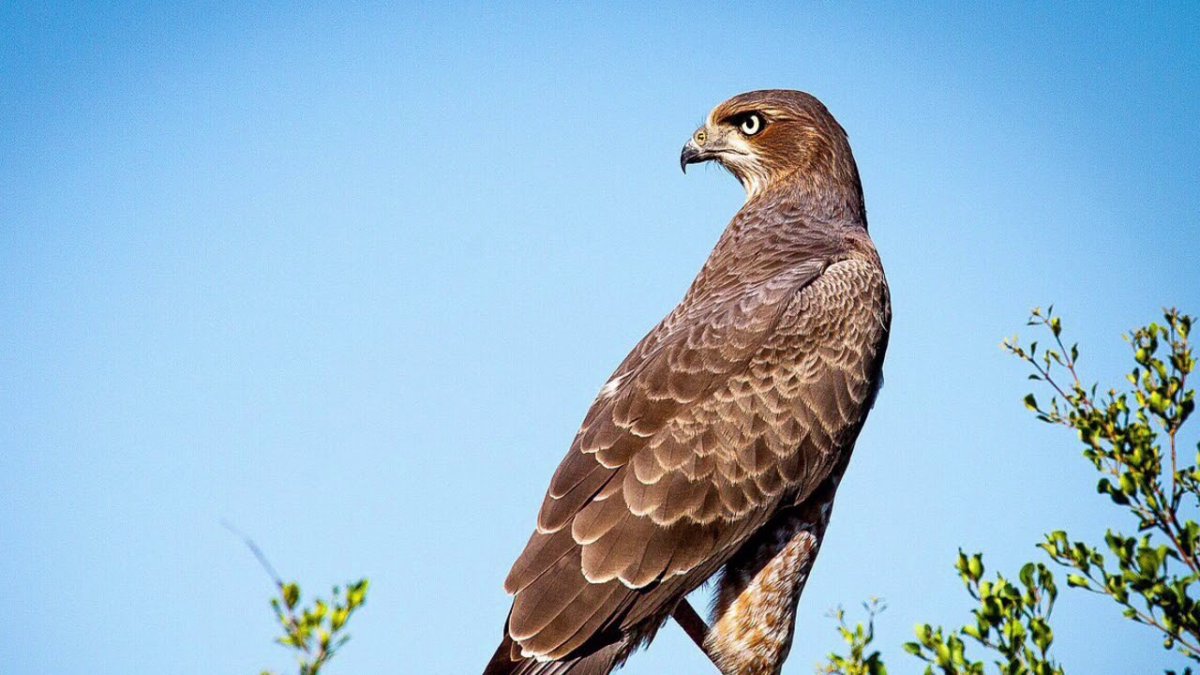 Соколиные дальнего Востока