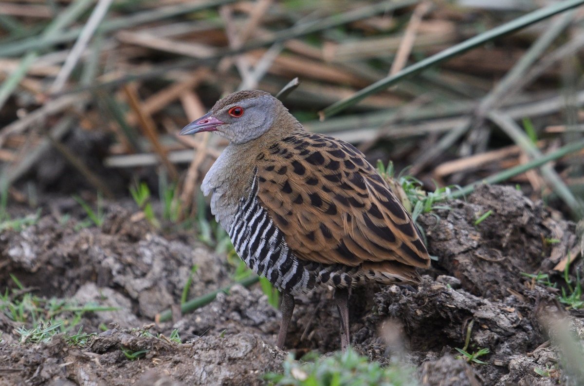 Коростель гнездование