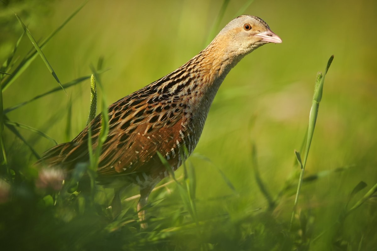 Коростель птенец