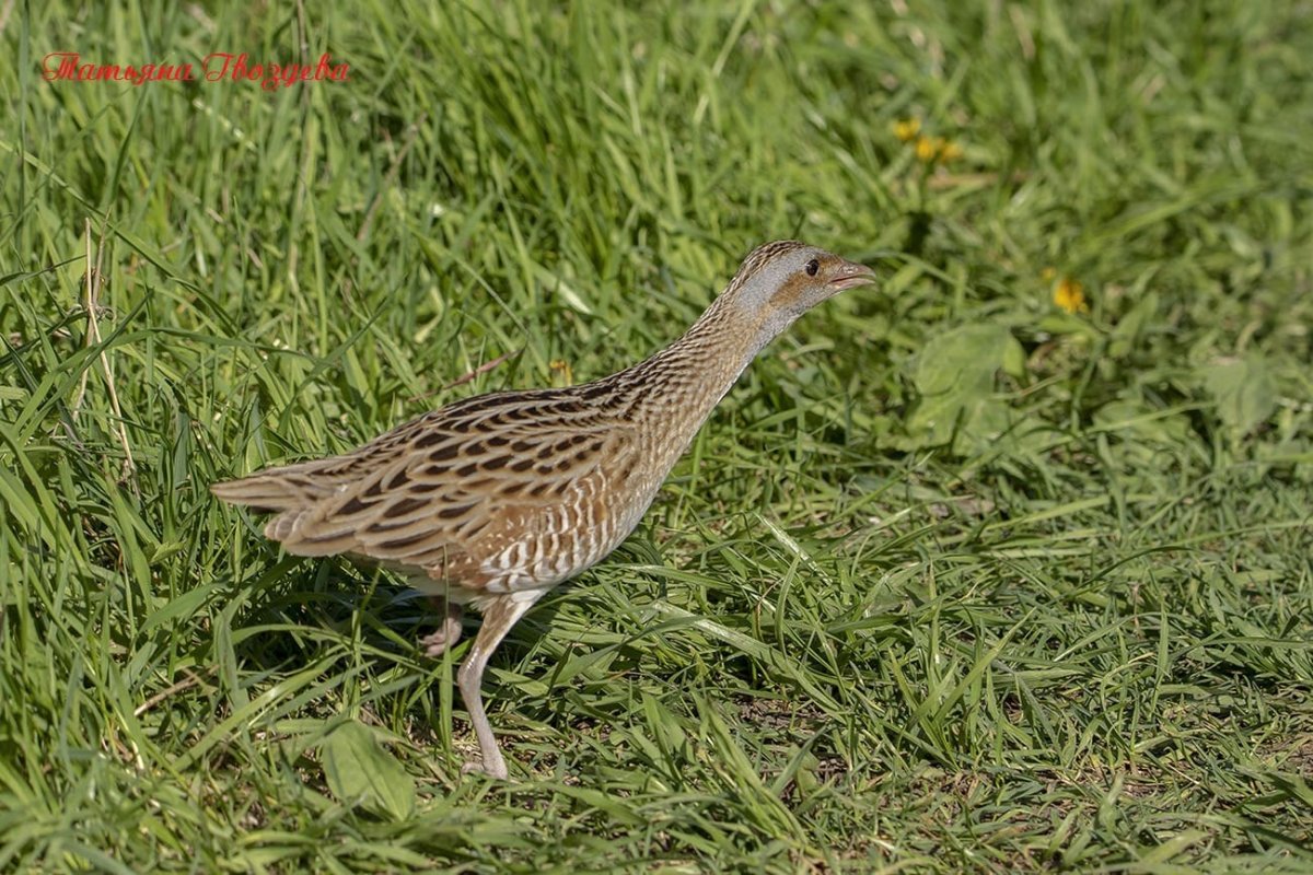 Птенец коростеля кормление