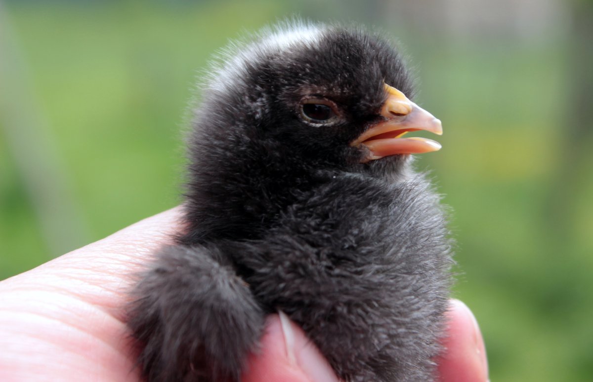 Пастушок птица птенец