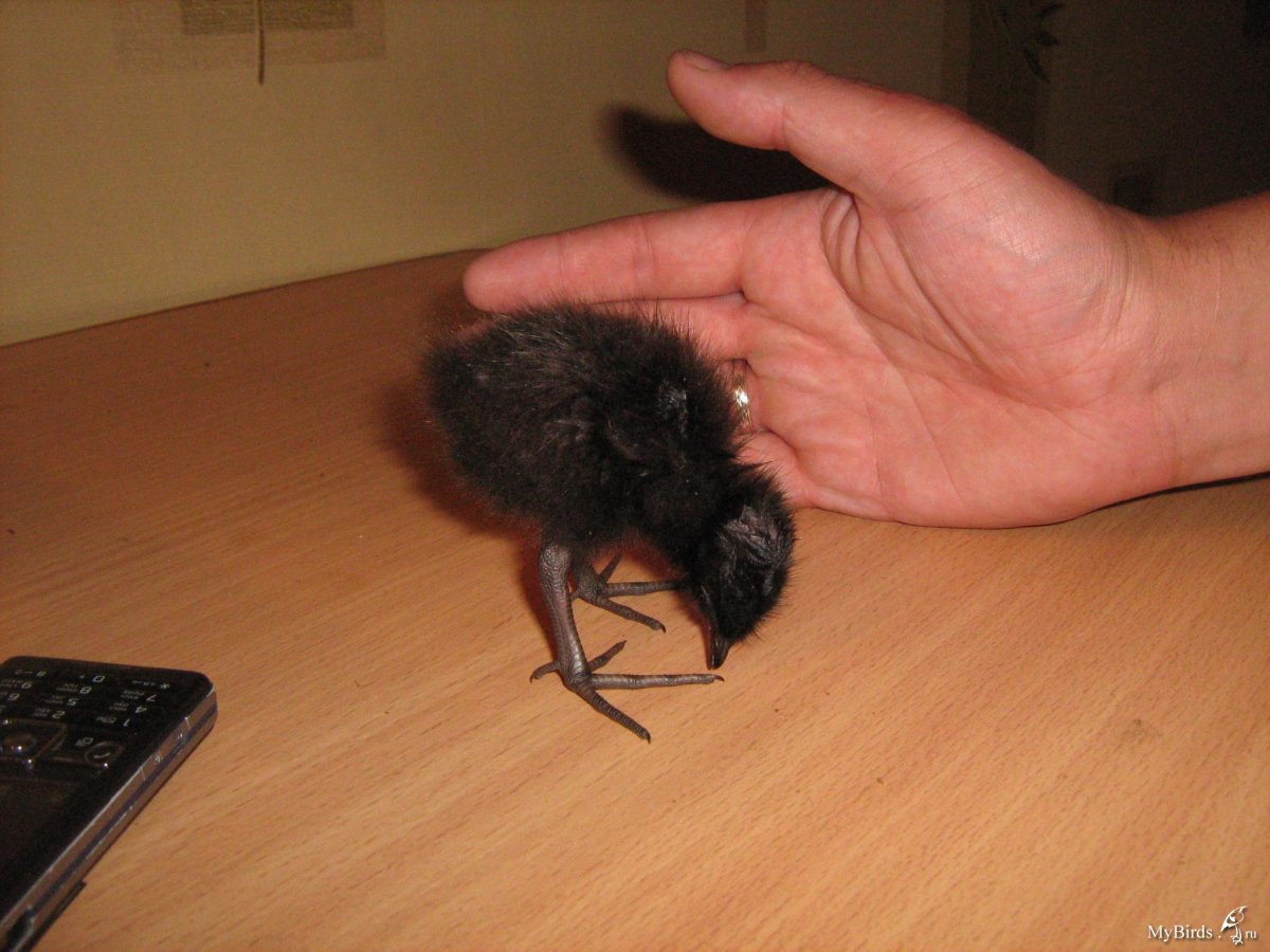 Коростель черный