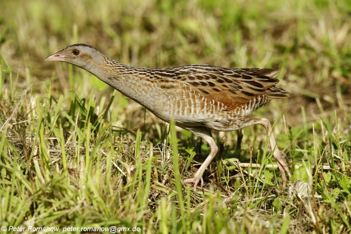 Коростель Дергач