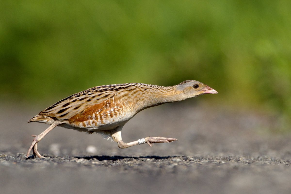 Коростель гнездо