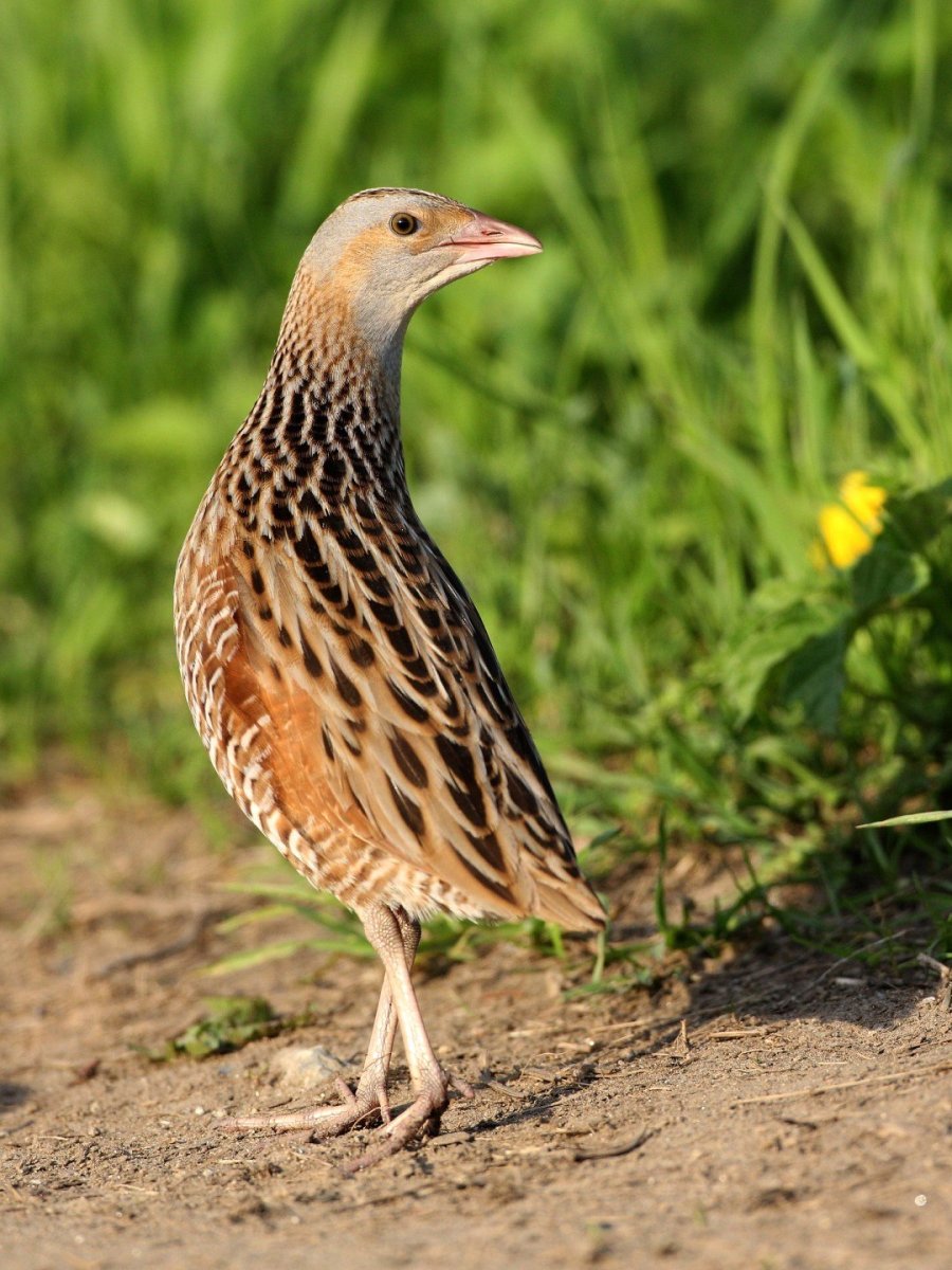 Коростель трава съедобная