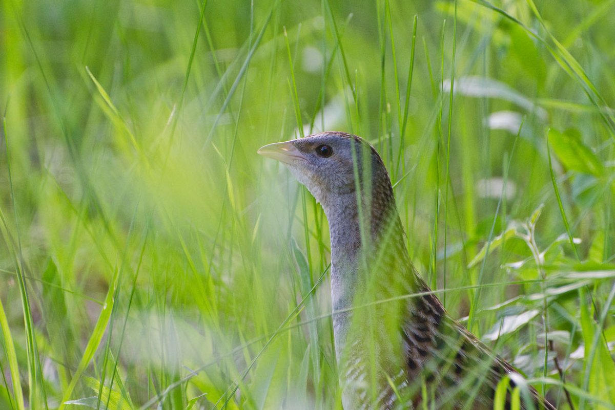 Коростель птица
