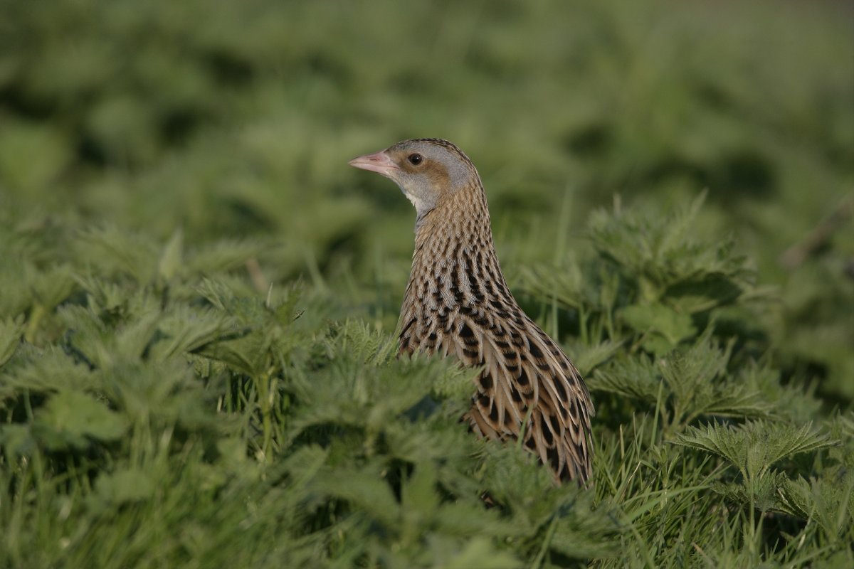 Перепелка лявинги