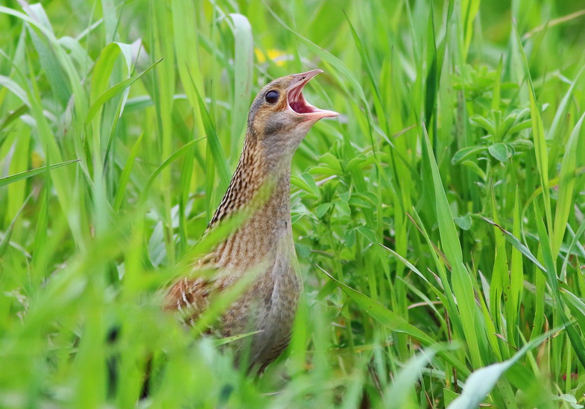 Crex Crex Коростель