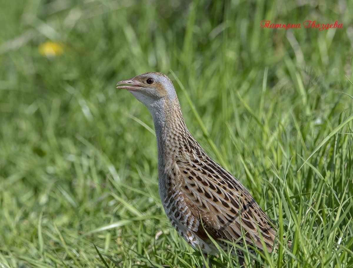Коростель птенец
