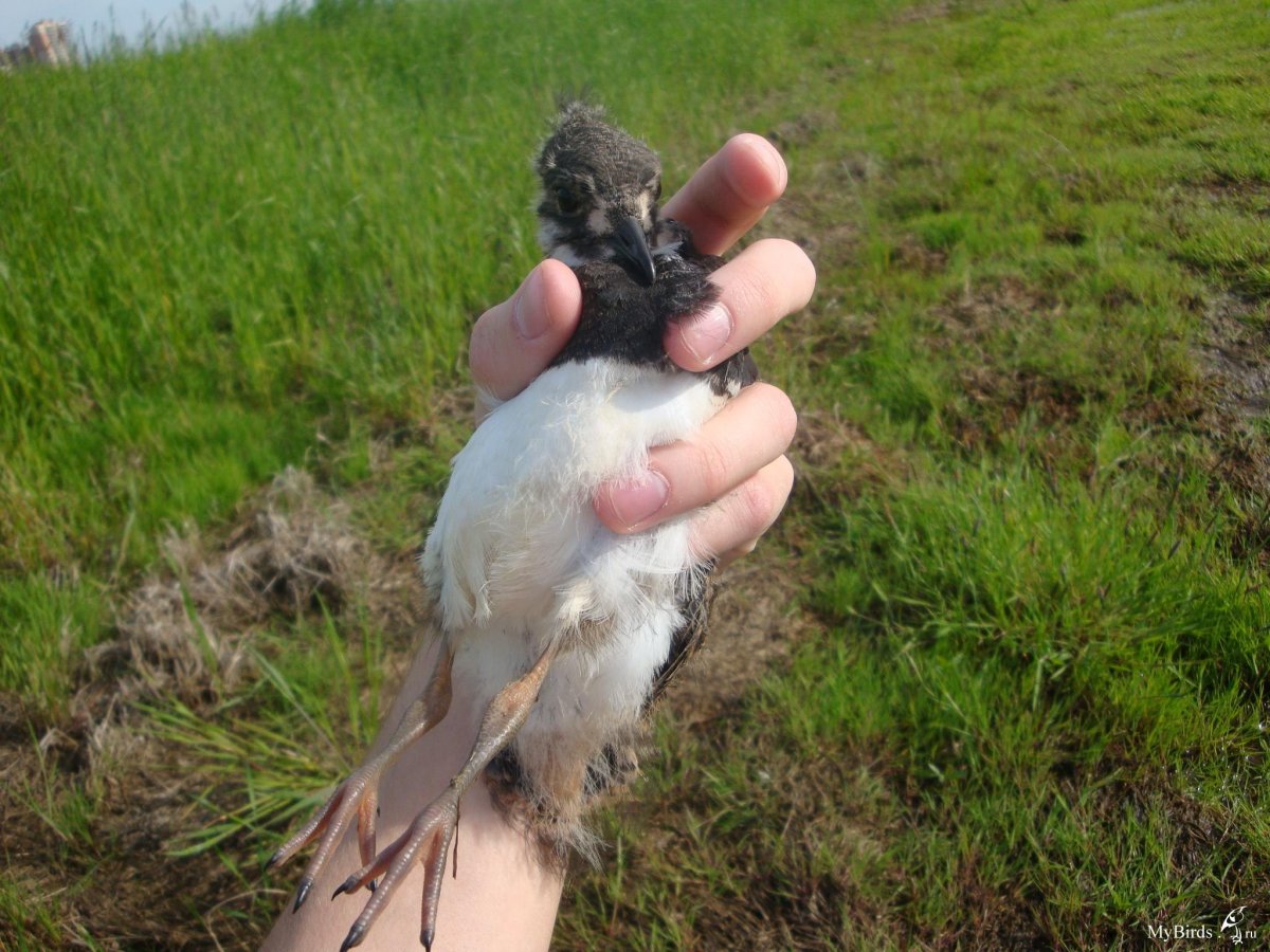 Воробей высиживает птенцов
