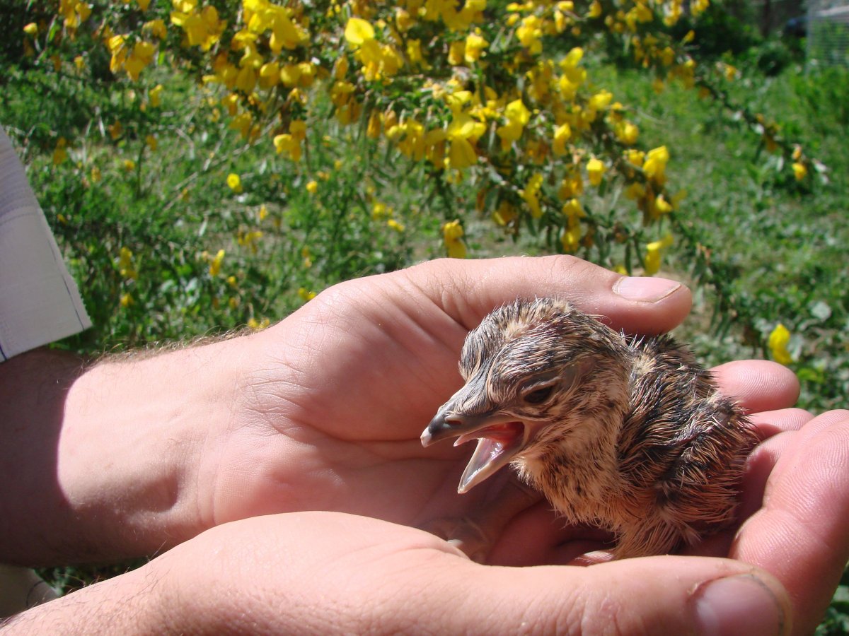 Елена Коростель